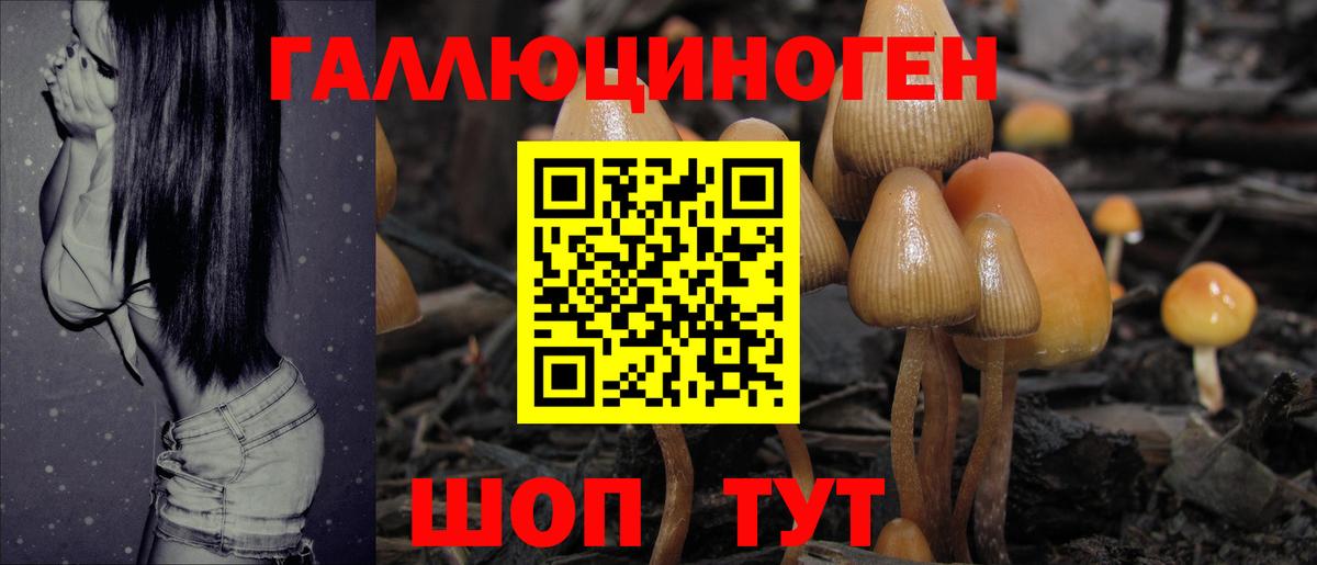 Псилоцибиновые грибы Psilocybe  купить   Красногорск  Вход с VPN 